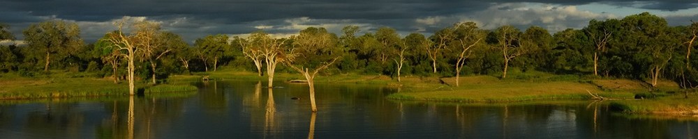 Afrique du Sud - Sabi Sand - Cr�dit photo : Jean-Philippe Baude et Genevi�ve Routier