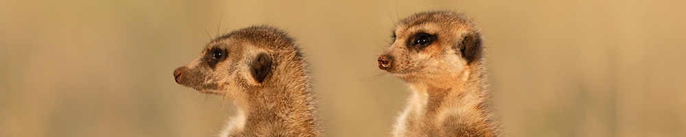 Afrique du Sud - suricate - Cr�dit photo : Jean-Philippe Baude et Genevi�ve Routier