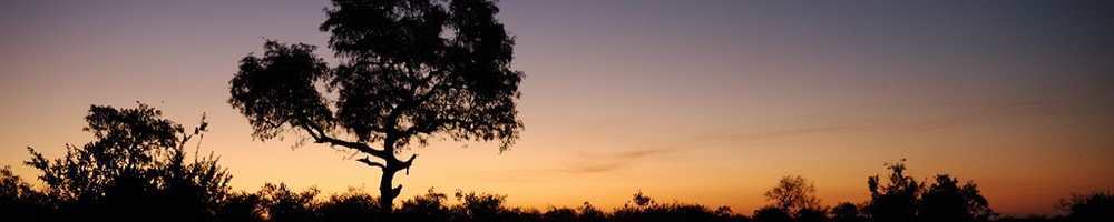 Afrique du Sud - Sabi Sand - Cr�dit photo : Jean-Philippe Baude et Genevi�ve Routier