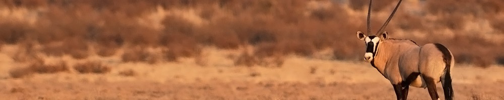Afrique du Sud - Oryx dans le Kgalagadi Transfrontier Park - Cr�dit photo : Jean-Philippe Baude et Genevi�ve Routier