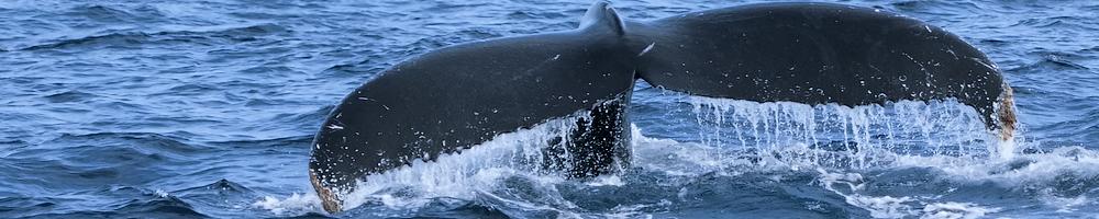Afrique du Sud - Baleine r�gion du Cap - Cr�dit photo : Jean-Philippe Baude et Genevi�ve Routier
