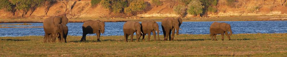 Botswana - Cr�dit photo : vincent Beccaro