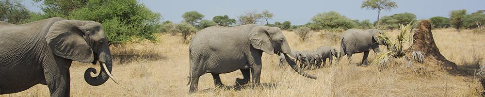 Tanzanie - Cr�dit photo : Jonathan Garrigues