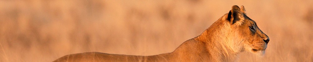Zambie - Lionne - Cr�dit photo : Jean-Philippe Baude et Genevi�ve Routier